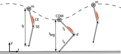 Sensor-Motor Maps for Describing Linear Reflex Composition in Hopping